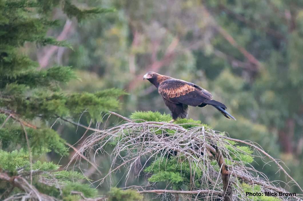 Mick Brown sitting WTE credit 2